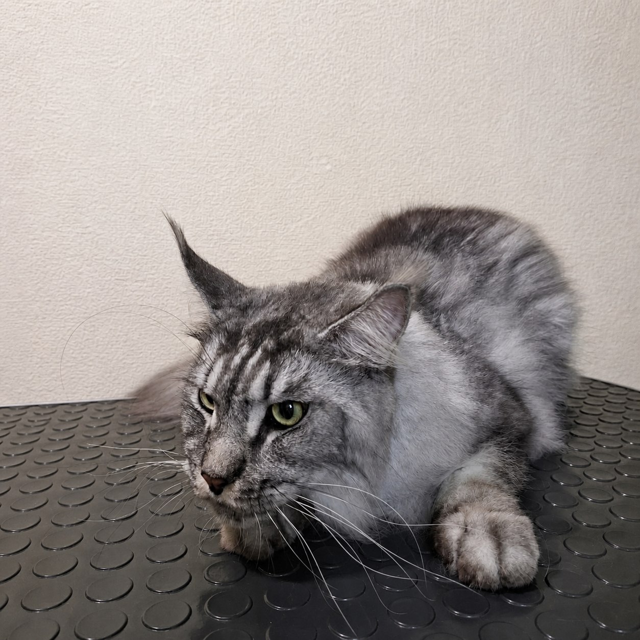 Кошка после груминга